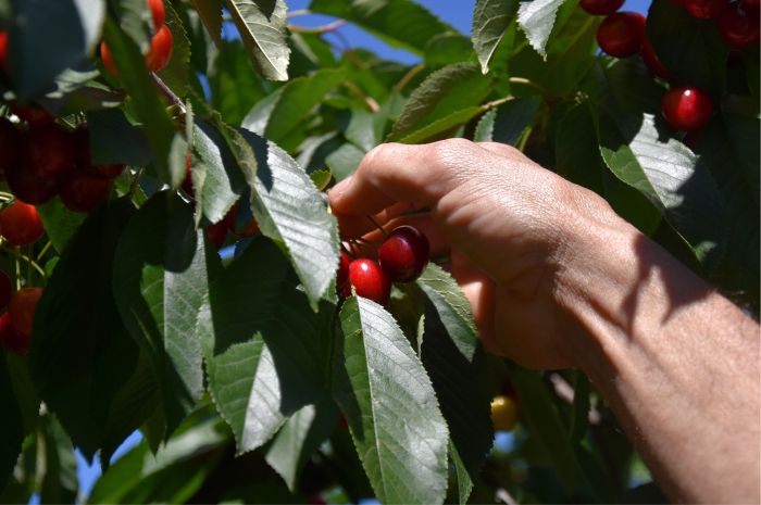  Chandler Agribusiness - Fruit Picking